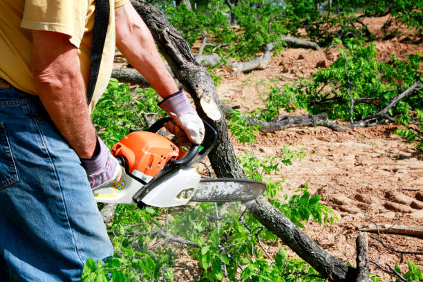 Reliable Gibraltar, MI Tree Services Solutions